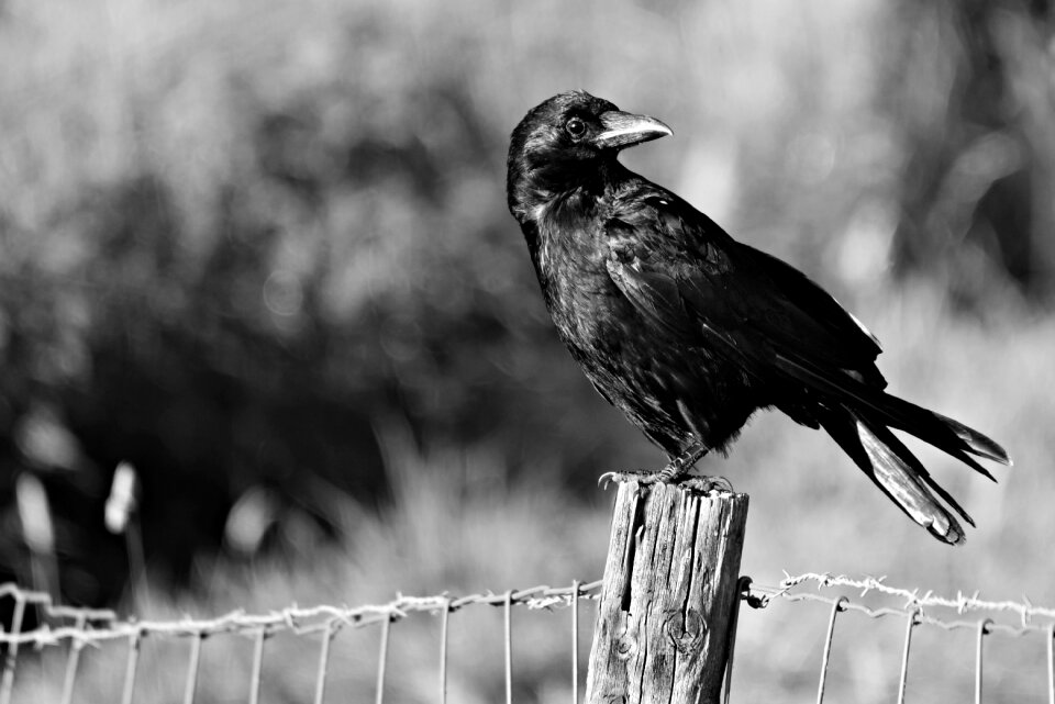 Corvus intelligent sitting