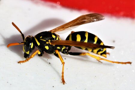 Field wasp beneficial animal photo