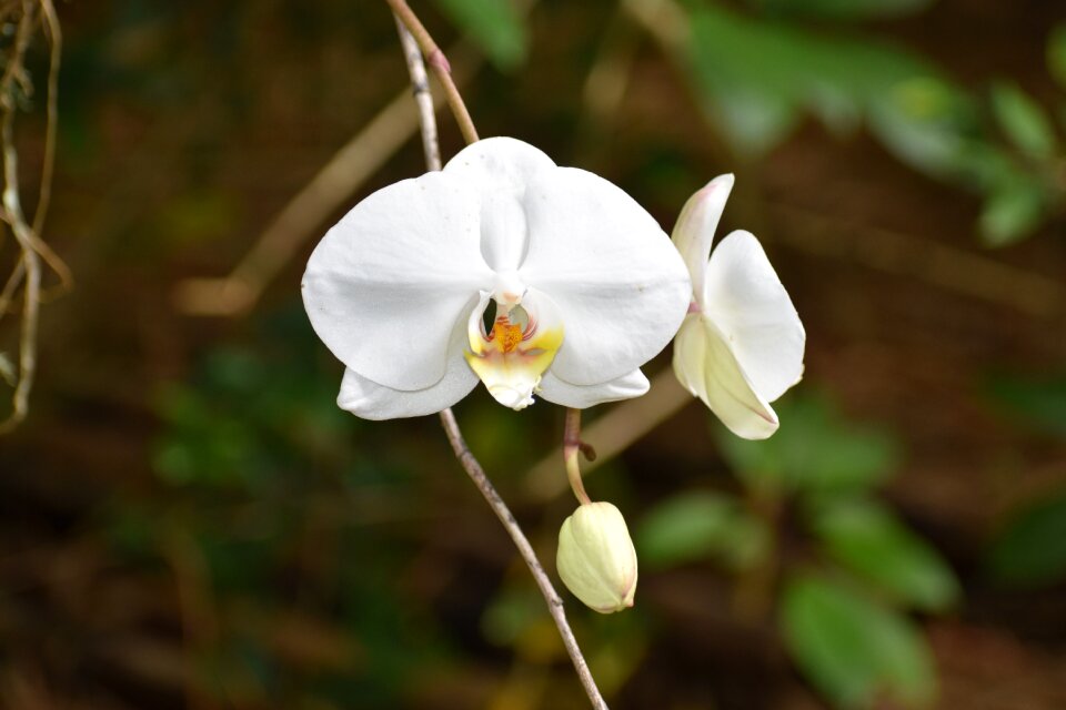 Petal leaf orchid