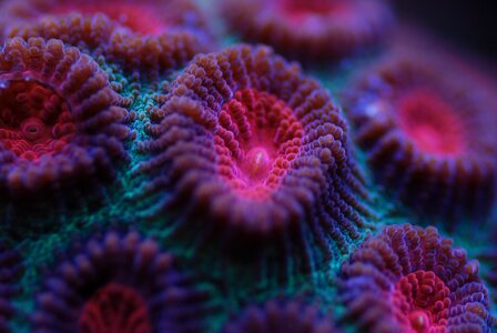 Reef tank sps corals