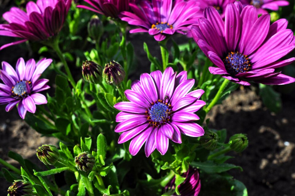 Plant calendula calenduleae