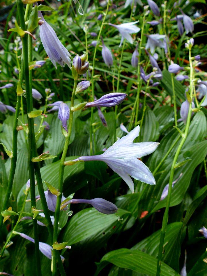 Flowers plant purple flowers