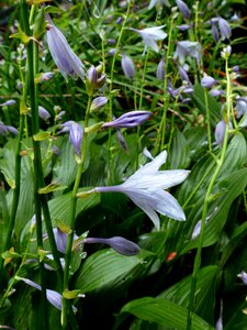Flowers plant purple flowers