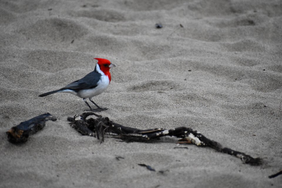 Bird red-crested cardinal hanalei bay