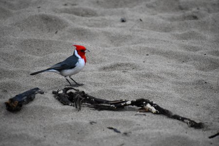 Bird red-crested cardinal hanalei bay