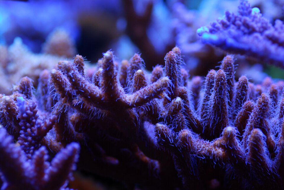 Reef tank sps corals