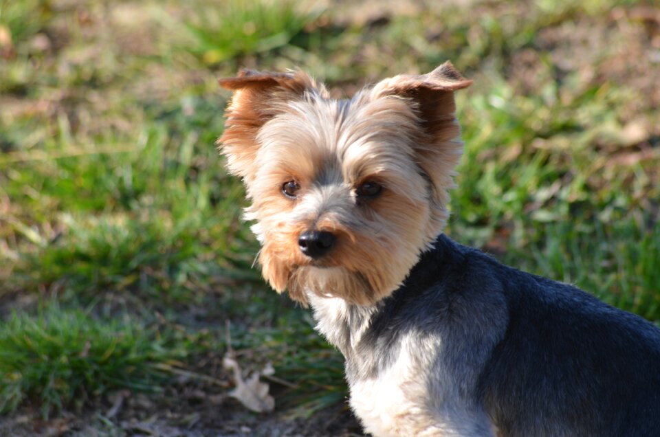 Nice muzzles breed