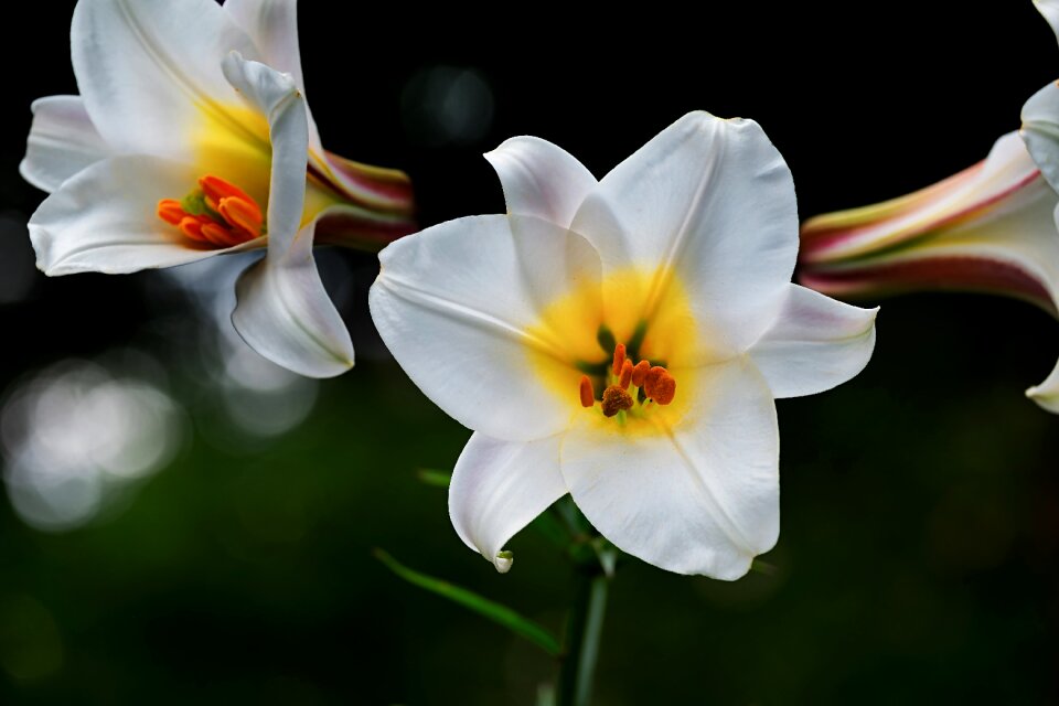 Flowers lilium davidii plant