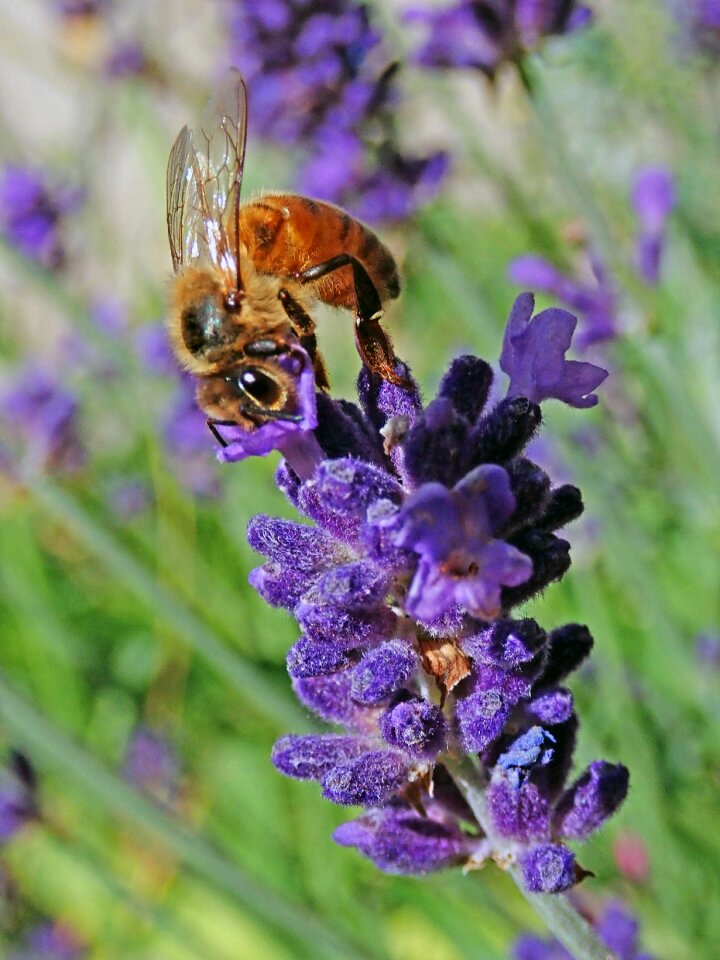 Lavender pollen garden photo