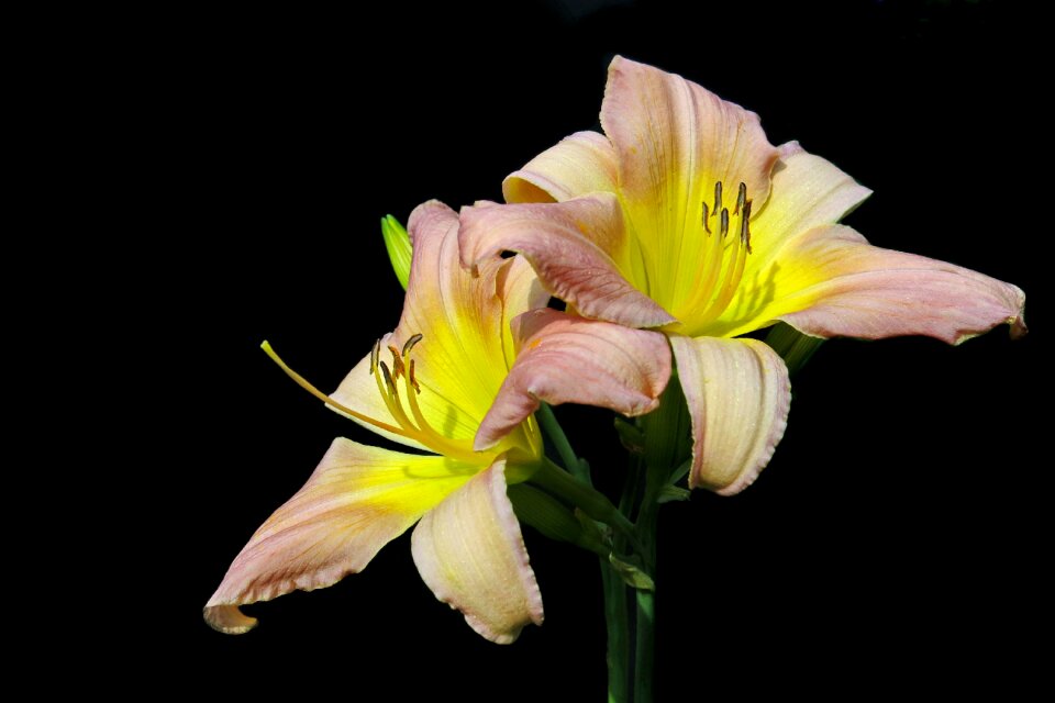 Black background blossom bloom