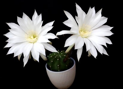 Plant pot garden