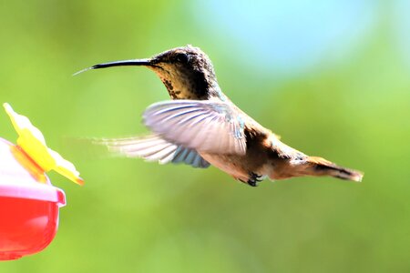 Flight bird nectar photo