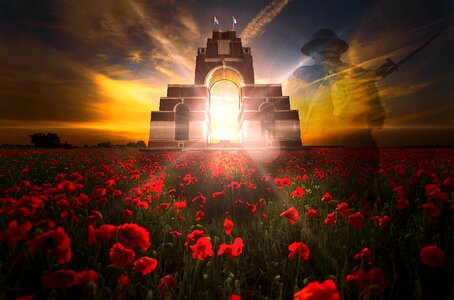 Poppies remembrance sunday armistice photo