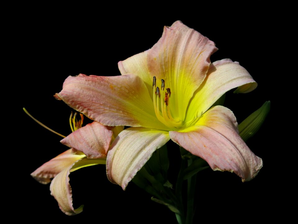 Black background blossom bloom