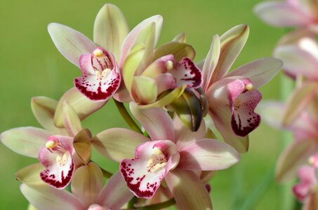 Flower garden bloom