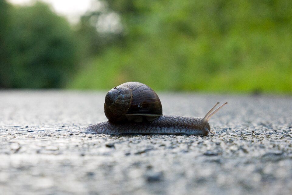Mollusk slowly close up