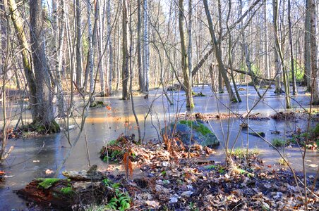 Wood-fibre boards river tree photo