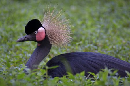 Exotic bird plumage