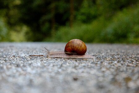 Mollusk probe reptile photo