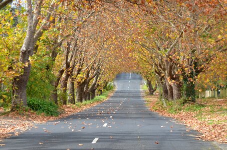 Landscape leaves nature photo