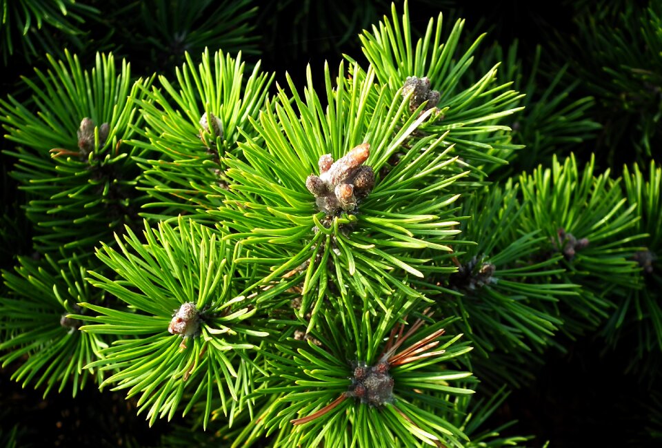 Coniferous sprig nature