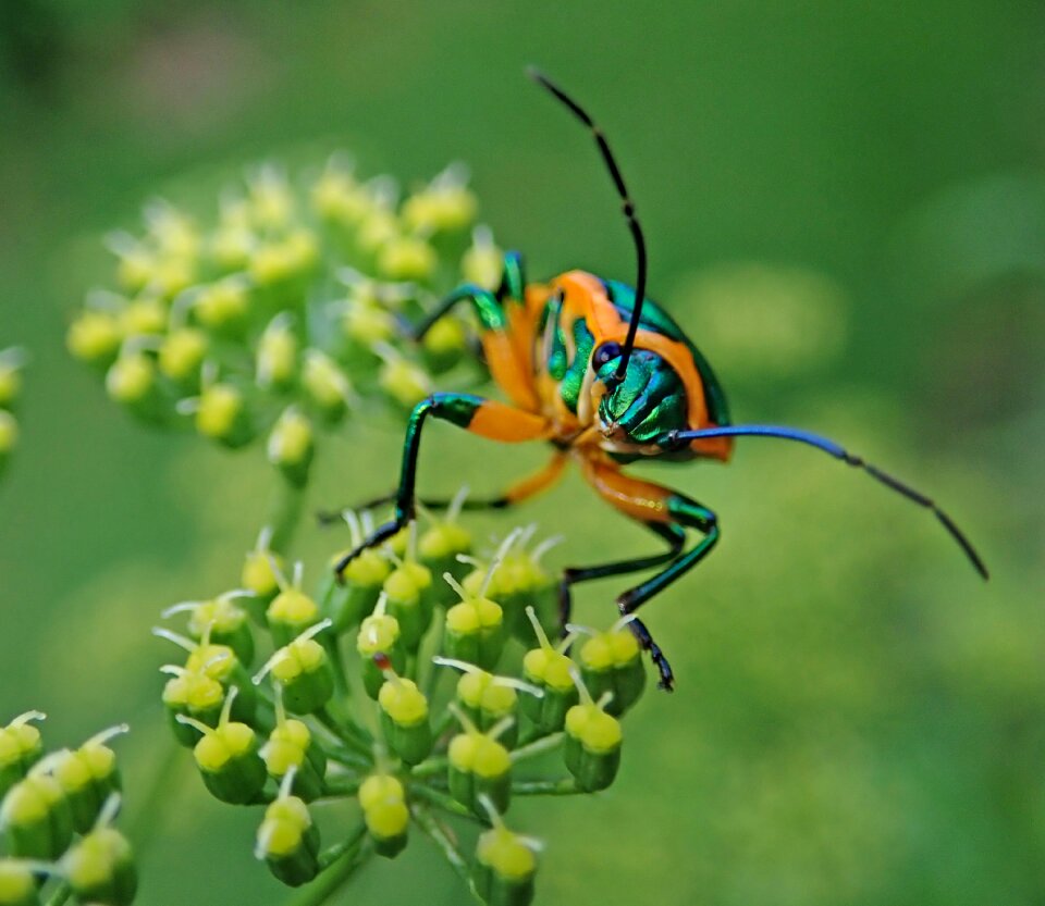 Garden pest nature