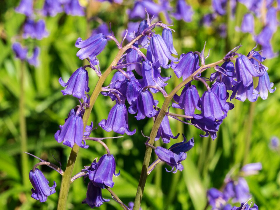 Plant summer garden photo