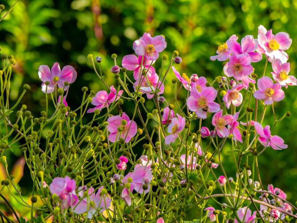 Bloom pink garden