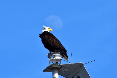 Nature moon raptor