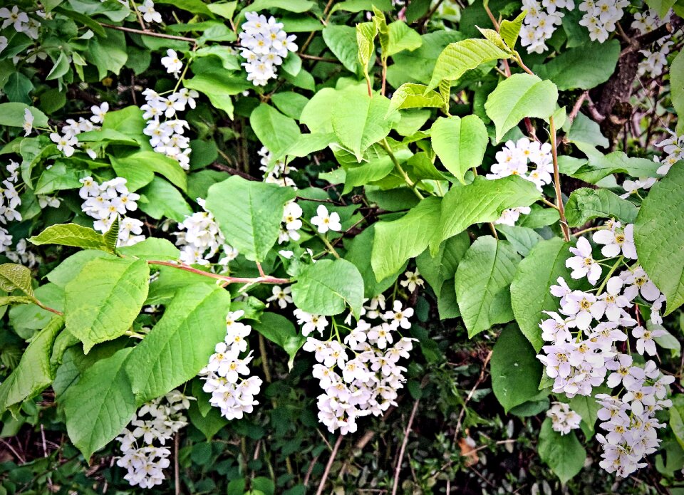 Greenhouse hydrangea ornamental plant white flowers photo