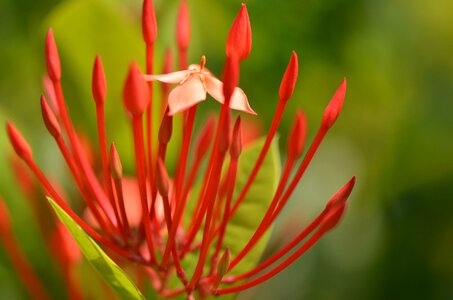 Bloom nature colorful