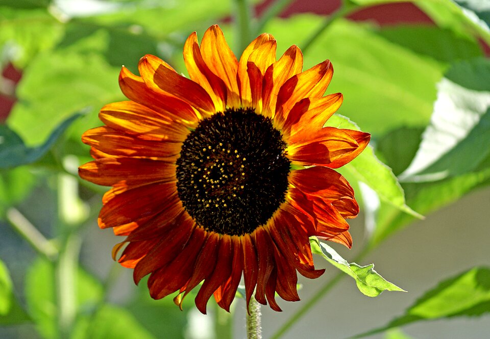 Large flower yellow flowers ornamental sunflower