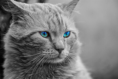 Artistic portrait feline photo