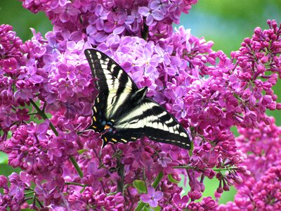 Swallowtail butterfly lilac photo