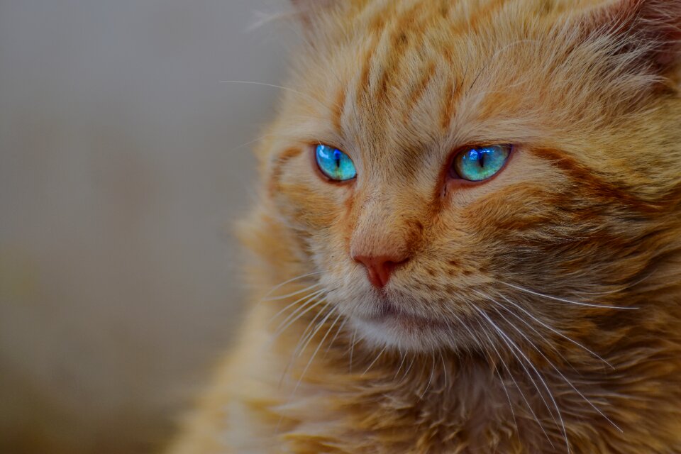 Artistic portrait feline