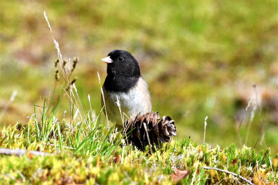 Bird animal world nature
