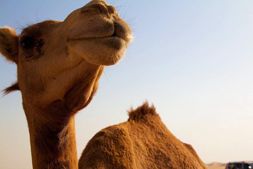 Arabic summer orient