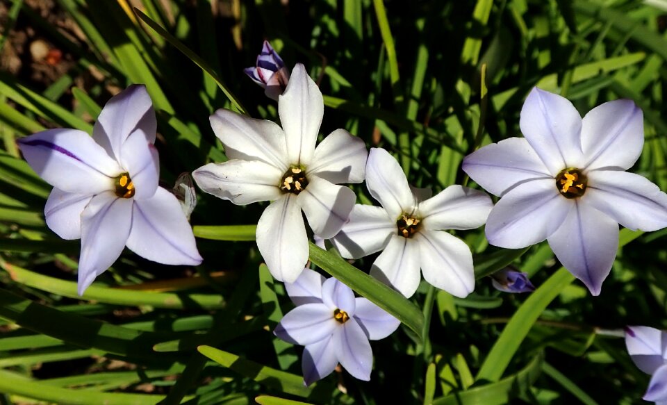 Bulbs garden nature