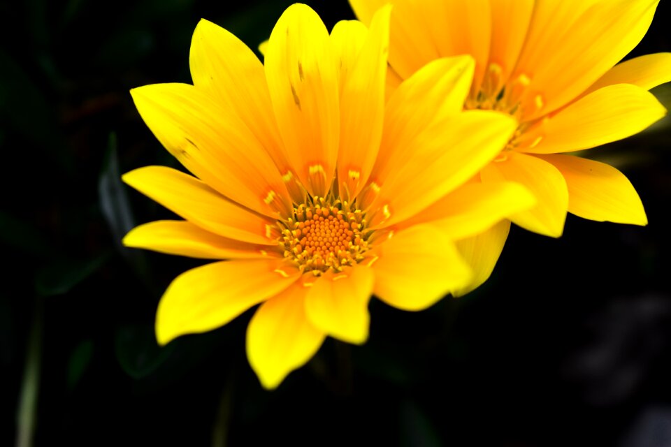 Flower beautiful yellow flower Free photos