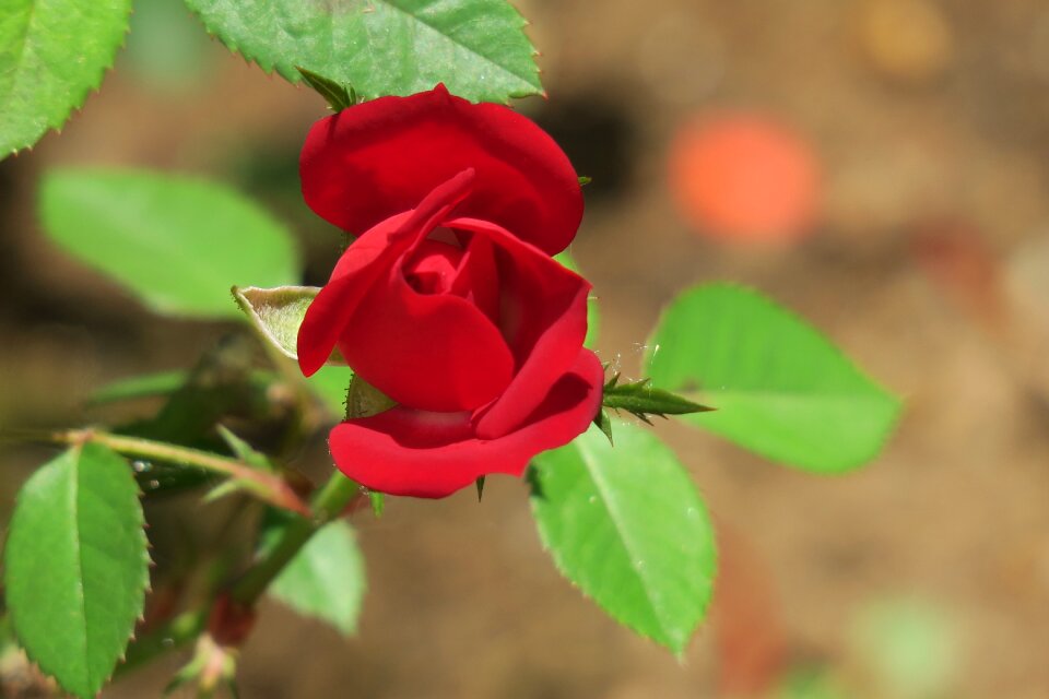 Flowering plant fresh