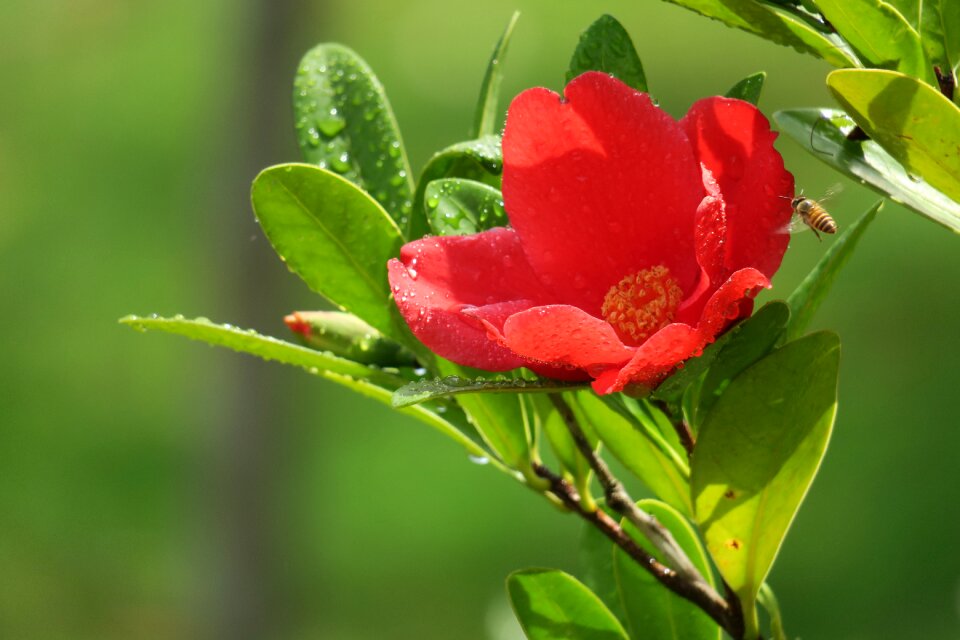 Flowering plant fresh
