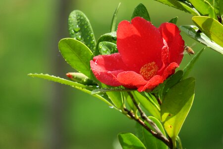 Flowering plant fresh