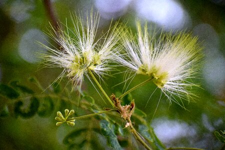 Floral garden blossom photo