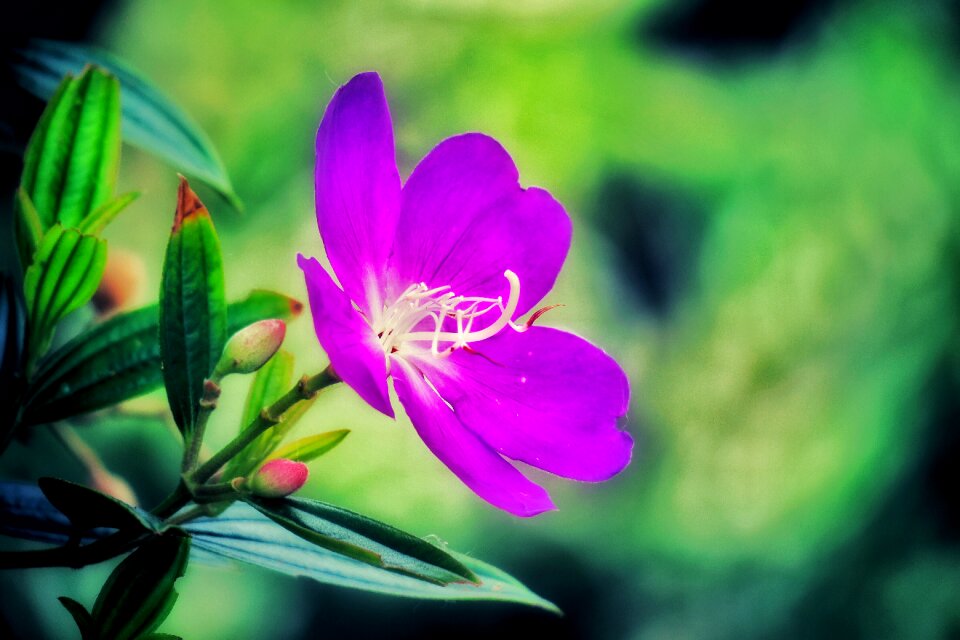 Flowering plant fresh