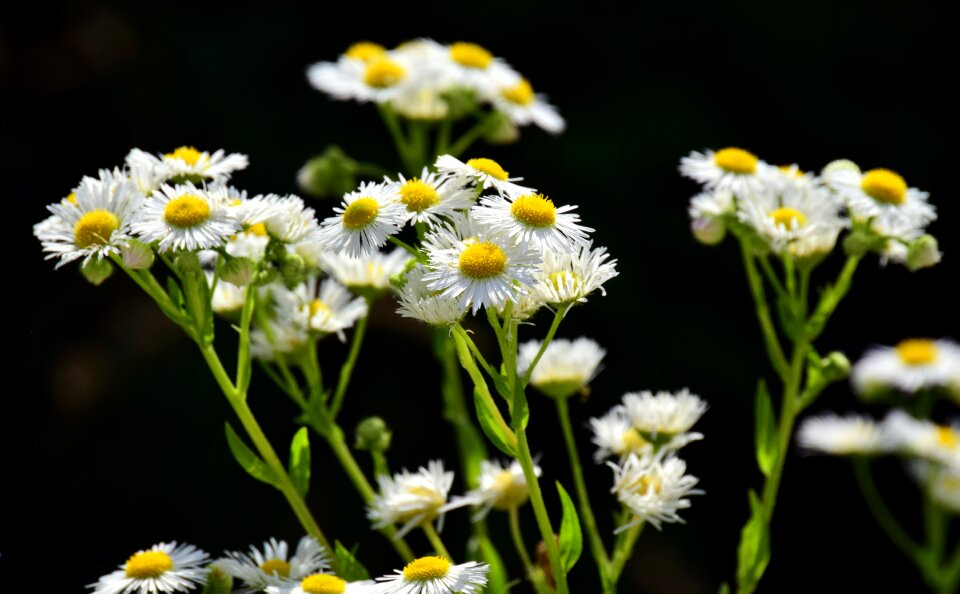 Blossom bloom white