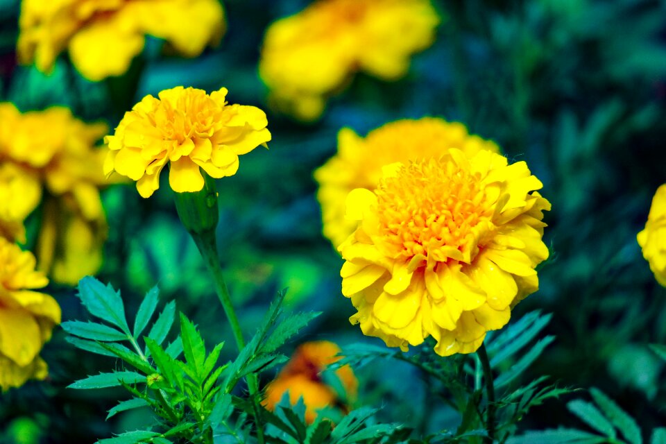 Flowering plant fresh