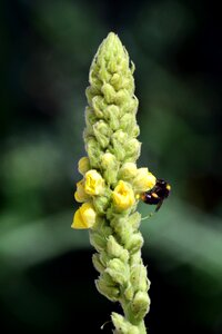 Plant yellow flowers