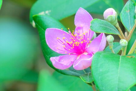 Flowering plant fresh