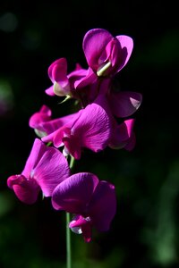 Purple flowers ziererbse photo