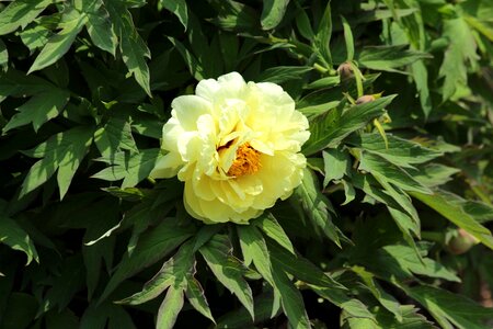 Bright yellow bloom photo